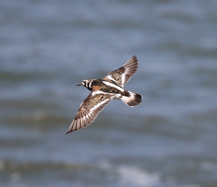 Ruddy Turnstone, bird, wading bird, flying, sea, ocean, backgrounds