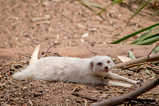 this is a rare white albino meerkat