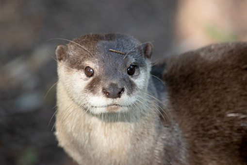 The giant river otter is the longest member of the weasel family. He is a South American carnivorous mammal, reaches up to 1.7 meters.