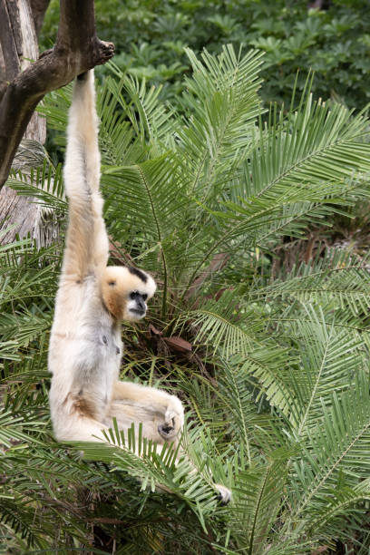 istock the female white cheeked gibbon is hanging from a tree 1591916304