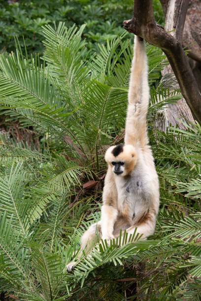 istock the female white cheeked gibbon is hanging on a tree 1591916316