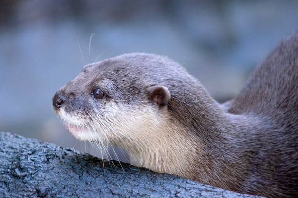 istock this is a close up of an Asian small clawed otter 1591916384