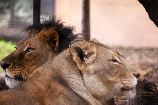 istock the lion and lioness are together 1591916484