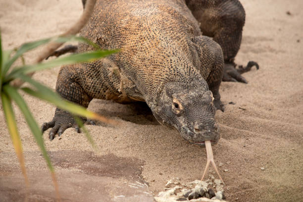 istock this is a close up of a komodo dragon 1591916488