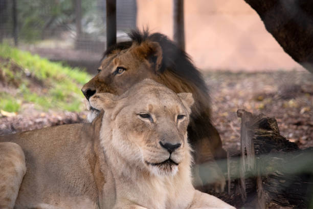 istock the lion and lioness 1591916525