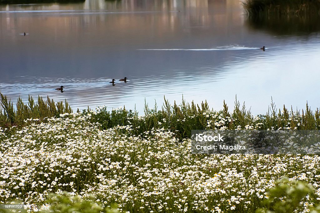 Estate al lago - Foto stock royalty-free di Ambientazione esterna