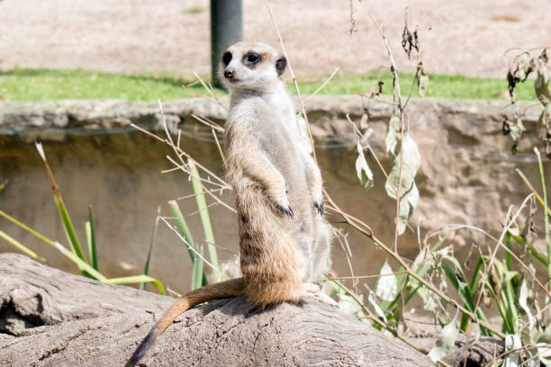 istock the meerkat is standing guard 1591918654