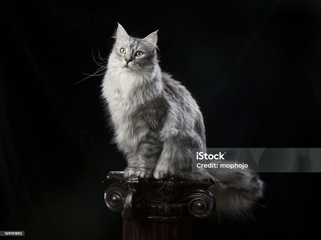 Maine Coon argento su nero - Foto stock royalty-free di Sfondo nero