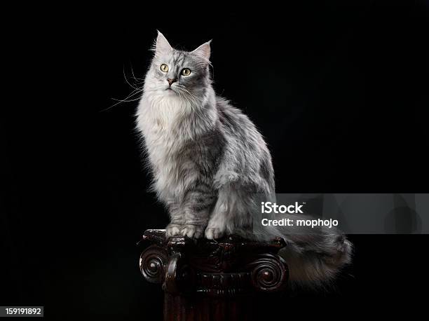 Maine Coon Argento Su Nero - Fotografie stock e altre immagini di Sfondo nero - Sfondo nero, Gatto domestico, Gatto dal pelo lungo