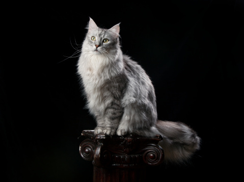 Portrait of a Maine Coon cat..