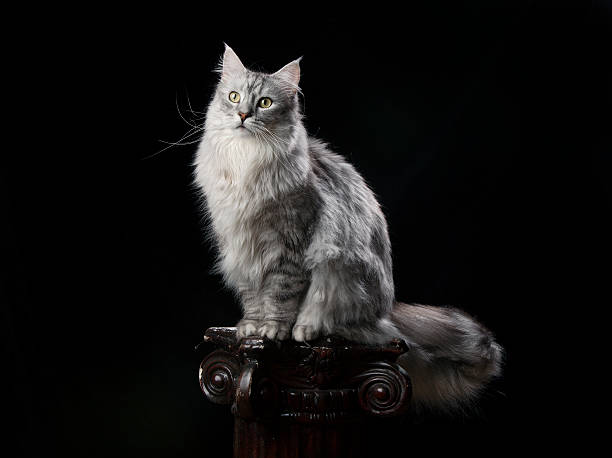 Silver Maine Coon on Black Portrait of a Maine Coon cat.. longhair cat stock pictures, royalty-free photos & images