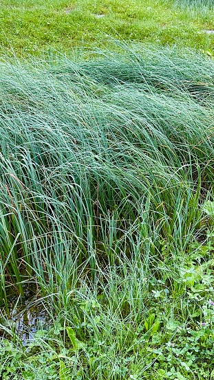 Soft long grass flowing in the wind