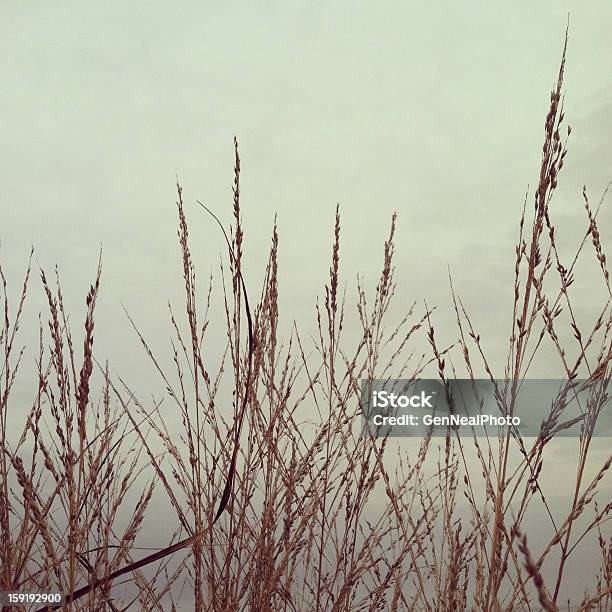 Mar Avena Bajo Gris Cielo De Stock Móvil Foto de stock y más banco de imágenes de Agua - Agua, Aire libre, Cuadrado - Composición