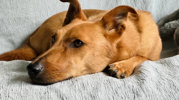 istock Dog portrait, front view lying on a sofa, ears up 1591931232