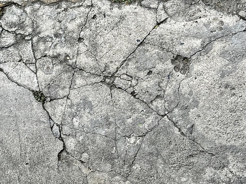 a photography of a cracky concrete wall with a green plant growing out of it, concrete surface with cracks and cracks in it.