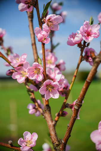 peach blossom in spring, close-up of pink flowers