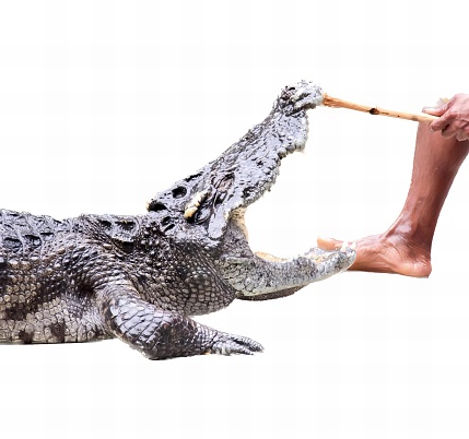 a photography of a man holding a stick to a crocodile, someone is holding a stick to a crocodile's mouth.