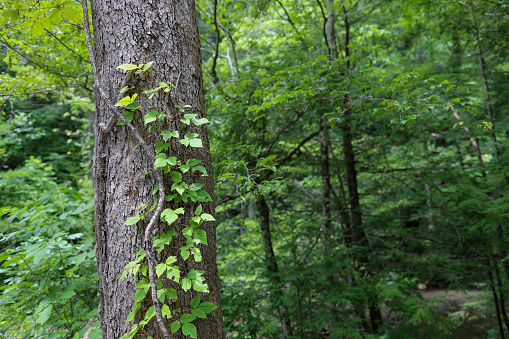 Posion Ivy on a tree in the woods of Tennessee