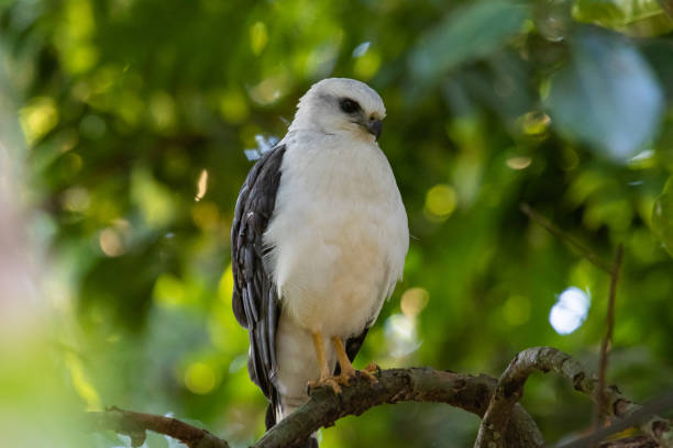 istock hawk in the early morning 1591947554
