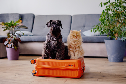 Travel concept with funny dog and cat sitting on suitcase. life with animals concept - wanderlust people traveling the world