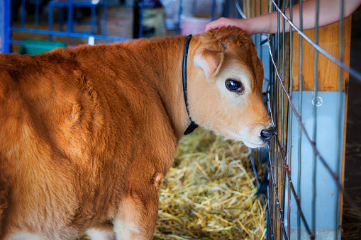 A young calf is pet while standing in a stable near Manitowoc, Wisconsin.