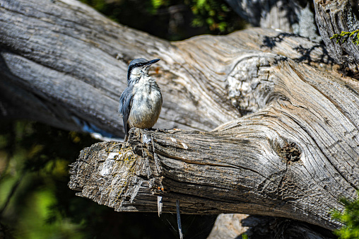 Rock Plaster Bird (Sitta neumayer) on tree branch
