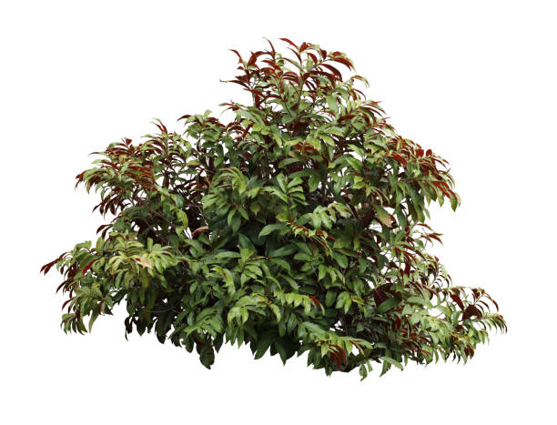 istock Tropical plant fence bush tree isolated on white background with clipping path. 1591984562