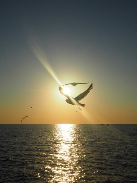 istock Sunset over the sea with seagulls 1591986790