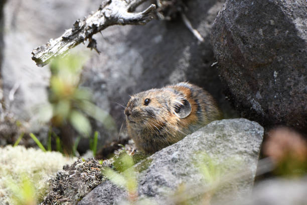 istock Northern Pika sitting on a rock in Hokkaido. 1591998070