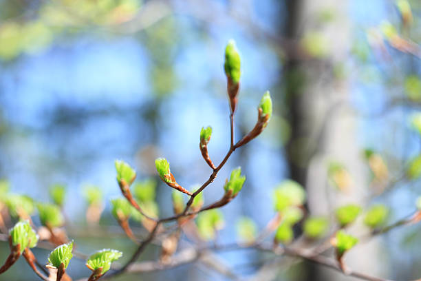 frühjahr knospen - knospend stock-fotos und bilder