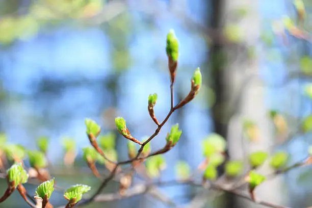 Photo of Spring Buds