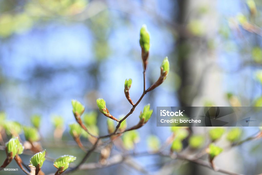Primavera gustativas - Foto de stock de Botão - Estágio de flora royalty-free