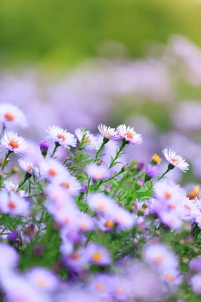 Aster novae-angliae  or 'Purple Dome' flowers.