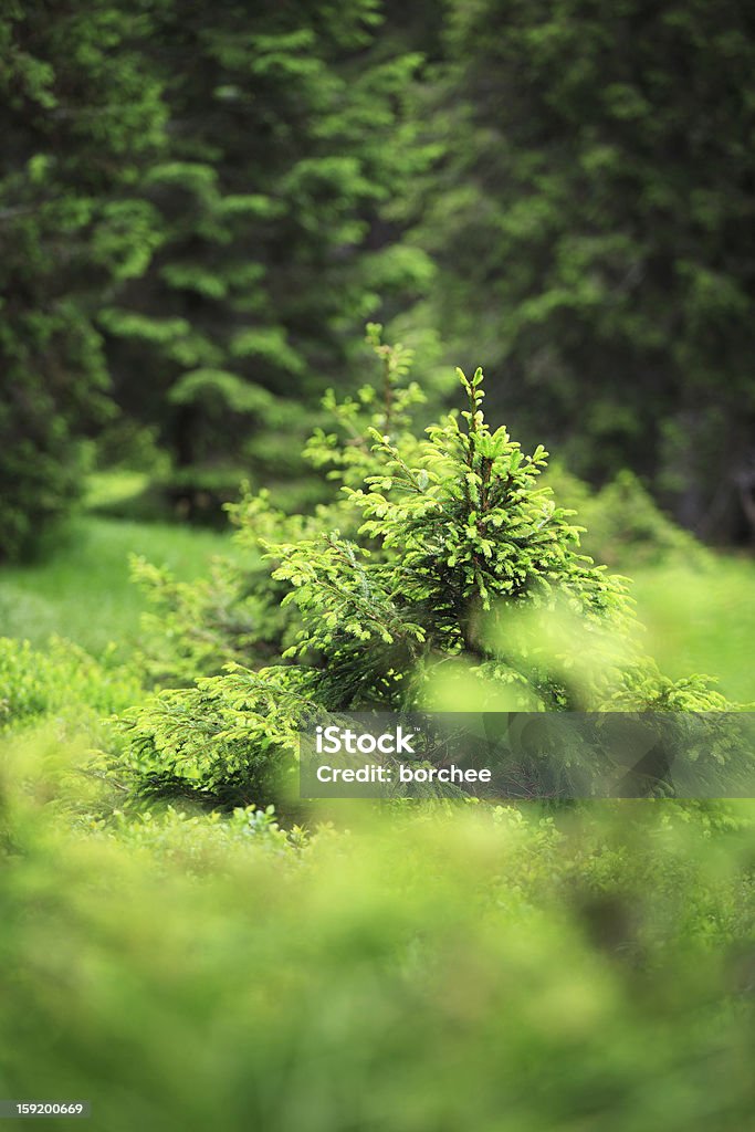 Spruce forêt - Photo de Aiguille - Partie d'une plante libre de droits