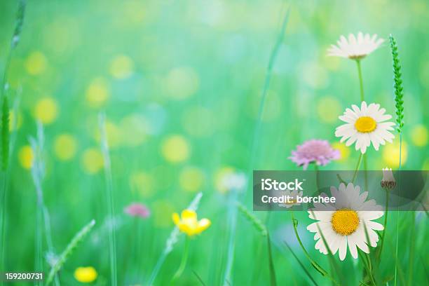Wiosna Łąka - zdjęcia stockowe i więcej obrazów Bez ludzi - Bez ludzi, Biały, Dzień