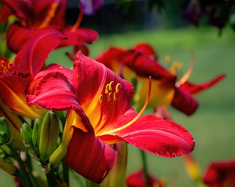 Close up of a red day lily flower (Hemerocallis Crimson Pirate ) on a sunny day