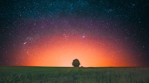 istock Amazing Bold Bright Morning Sunrise Evening Sunset Sky Above Lonely Tree In Meadow. Glowing Stars And Wood In Summer Countryside Landscape. Gradient Sky Background. Highlight. Soft Colors 1592020497