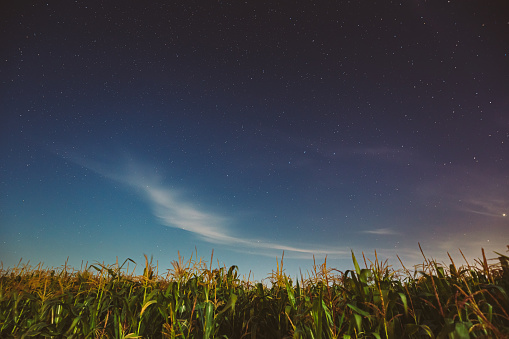 Real Night Starry Sky Above corn Field maize Plantation. Natural Glowing Stars Above Rural Landscape. Agricultural Landscape under Starry Sky