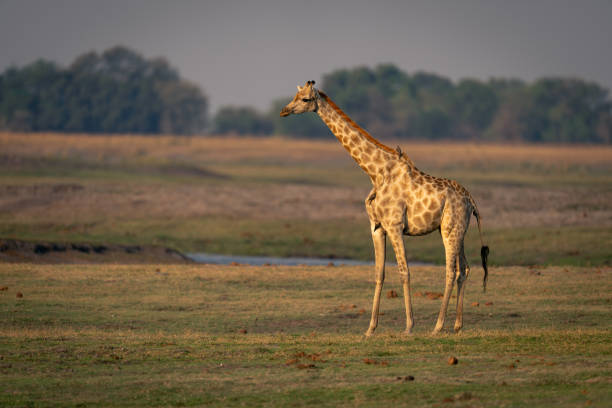 istock Female southern giraffe stands on grassy riverbank 1592021608