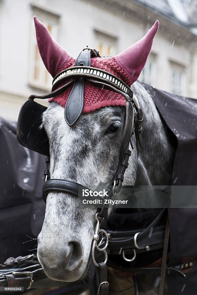 Testa di cavallo - Foto stock royalty-free di Animale