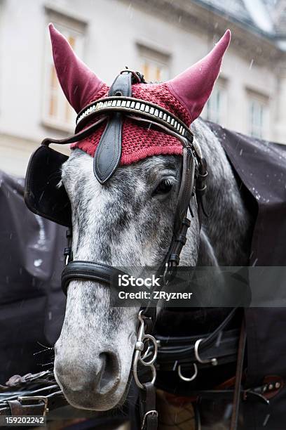 Testa Di Cavallo - Fotografie stock e altre immagini di Animale - Animale, Berretto, Cavallo - Equino