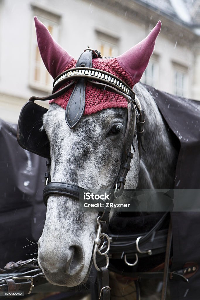 Головы лошади - Стоковые фото Вена - Австрия роялти-фри