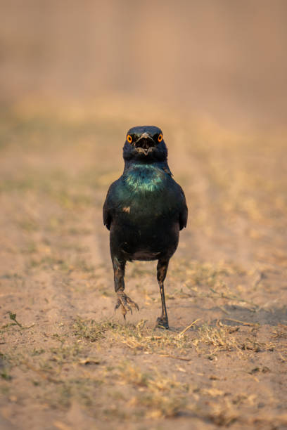 blauohrstar überquert sand vor der kamera - greater blue eared glossy starling stock-fotos und bilder