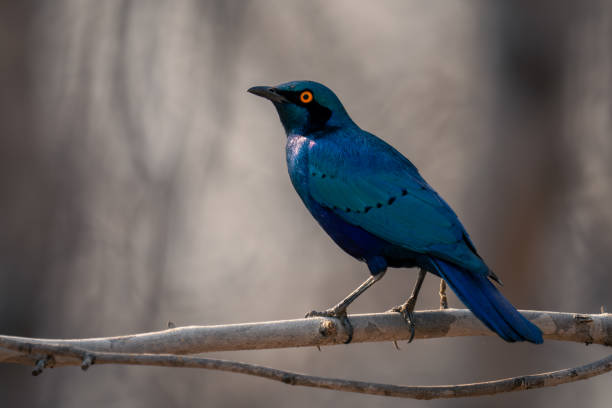 große blauohrstarengesichter links auf dem ast - greater blue eared glossy starling stock-fotos und bilder