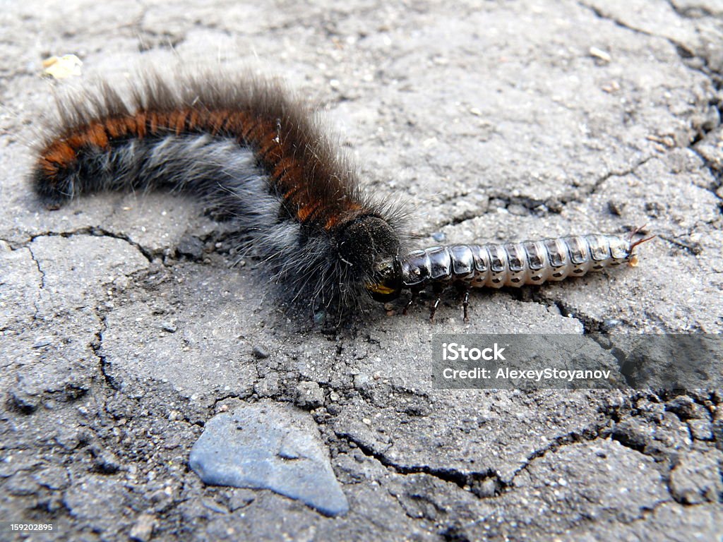 Caterpillar eats outros insetos - Foto de stock de Animal royalty-free