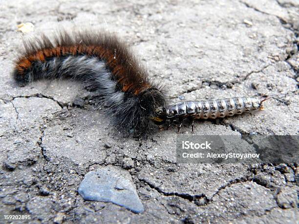 Foto de Caterpillar Eats Outros Insetos e mais fotos de stock de Animal - Animal, Contrastes, Engatinhar