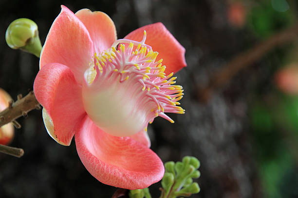 istock Flower of Cannonball Tree 159203853