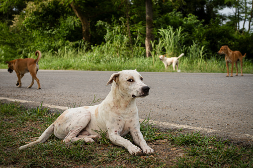 Group of dogs smell each other while laying on grass near country road in Thailand at rainy season