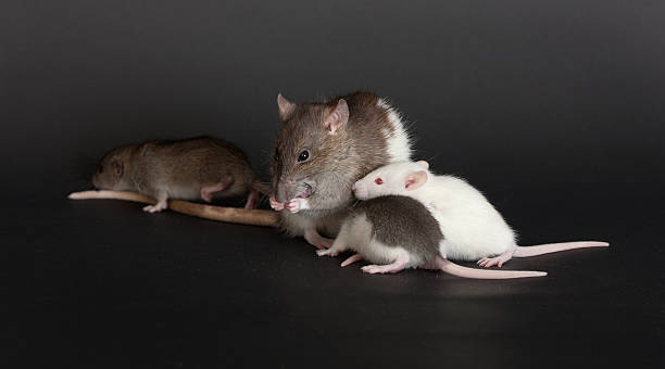 istock portrait rat family 159204136