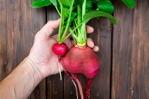 Red radish in a male hand on a wooden background. The concept of the difference in varieties of vegetables. Useful products from the garden for making salad.